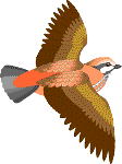 Flying Bird